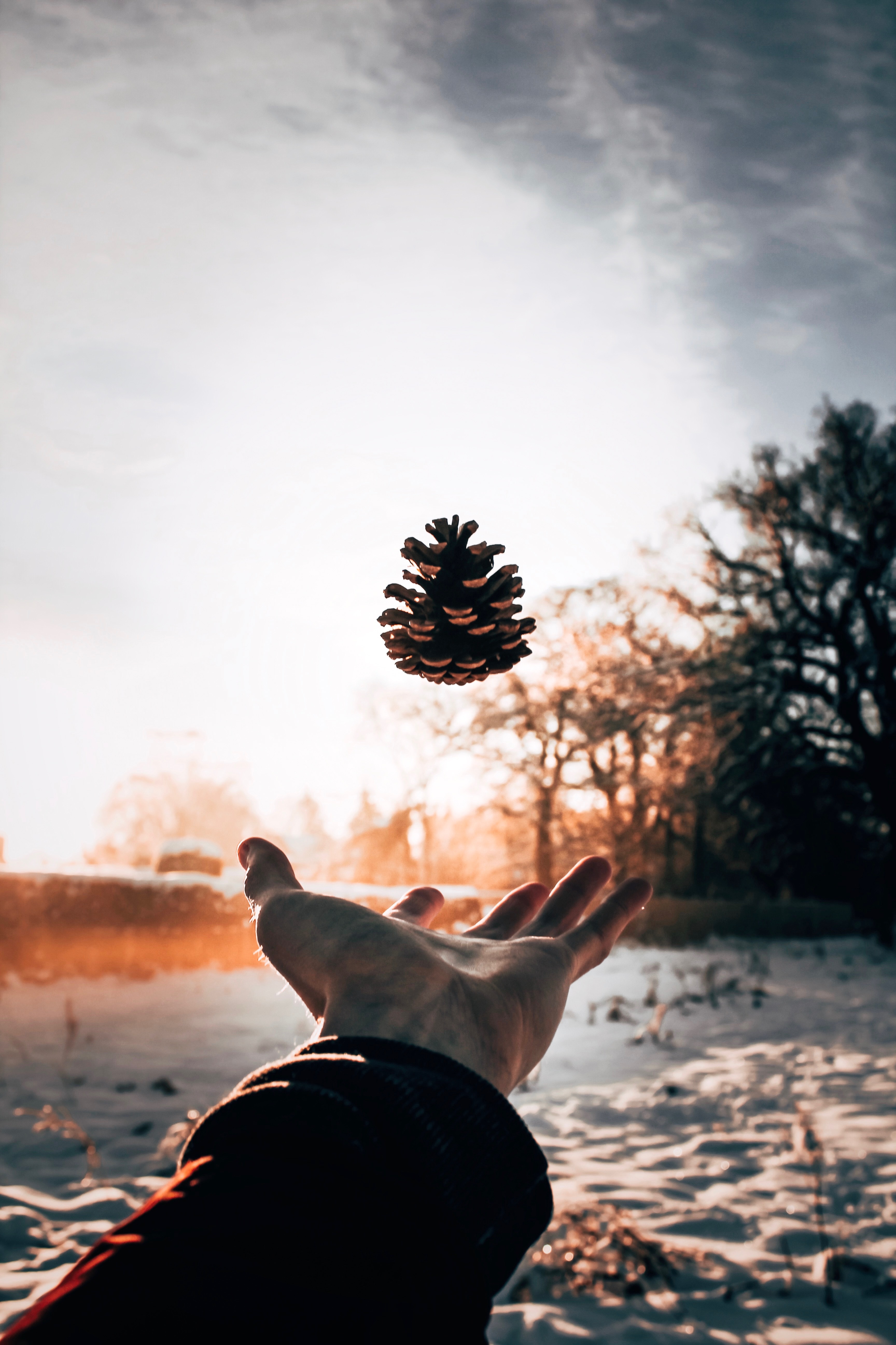 Pine Cones